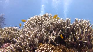 preview picture of video 'Buceo en Doljo, Panglao, Bohol, Filipinas | Reef Seekers'
