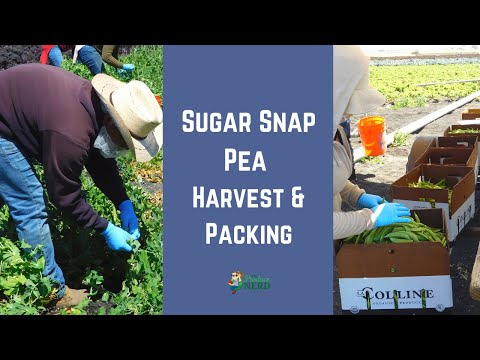 Pea Harvest & Packing (Sugar Snap Peas) in California