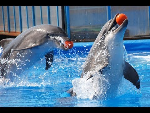 Батумский дельфинарий. Супер-шоу дельфинов