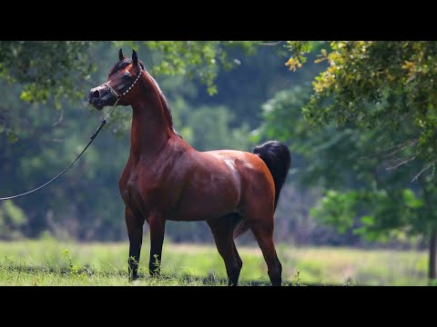Ideal head of Arabian horses