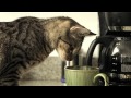 Hector Cat Assistant