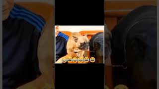 Re: [討論] 巨巨為啥都瞧不起健身藝人？