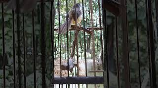 Download lagu ciblek tebu gacor andalan pikat mp3 Download lagu ciblek tebu gacor andalan pikat mp3