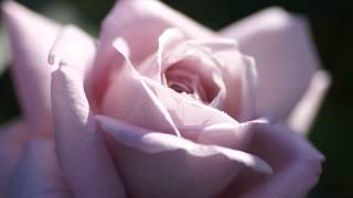 Chris Rea   Every Beat Of My Heart 1982   YouTube