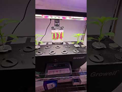 Shishito Peppers (Day 34) in Growell Hydroponic System | Indoor Pepper Progress" #gardening #garden