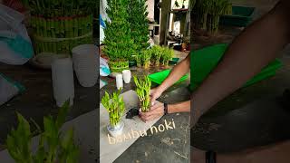 Download lagu souvenir bambu hoki | sri rejeki mp3