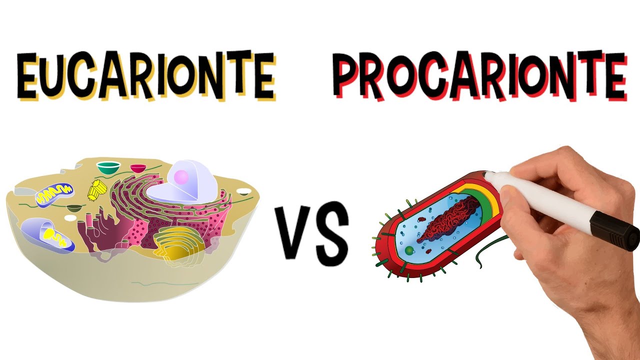 QUAIS AS PRINCIPAIS DIFERENÇAS ENTRE AS CÉLULAS EUCARIONTES E PROCARIONTES?