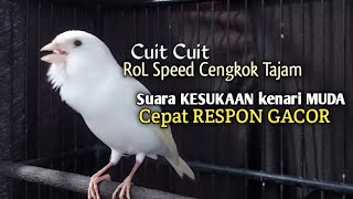 Download lagu Kenari Gacor CUIT CUIT NGEROL TAJAM, TERAPI AMPUH Kenari MACET, Pancingan Kenari Paud Belajar Bunyi mp3