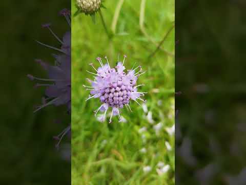 Teufelsabbiss (Succisa pratensis): Der Biodiversitäts-Magnet für feuchte Garten-Ecken