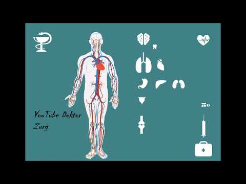 Noshpa Prostata-Adenom Penis Prostata Hoden