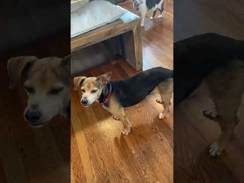 Mister, an adopted Beagle Mix in Harrison, NY_image-1