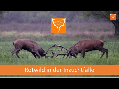 Rotwild in der Inzuchtfalle - Ursachen, Probleme & Lösungen am Beispiel von Schleswig-Holstein