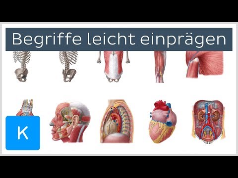 Wie man sich anatomische Begriffe leicht einprägt - Anatomie des Menschen | Kenhub