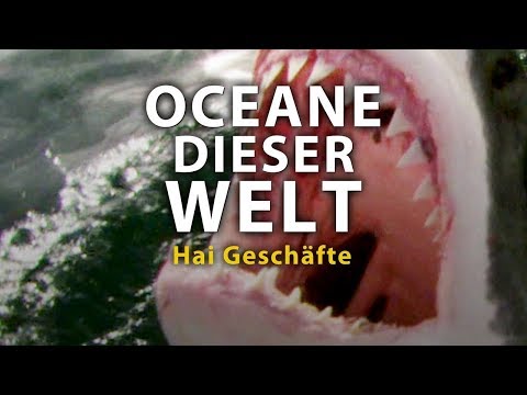 Ozeane dieser Welt - Hai Geschäfte (2011) [Dokumentation] | Film (deutsch) ᴴᴰ