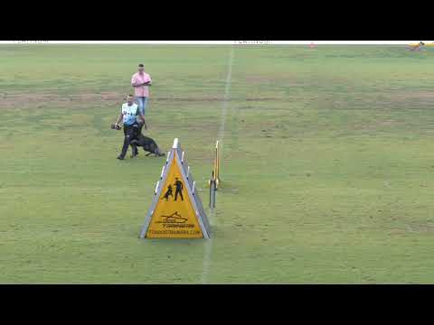 Boris Horínek FCI IGP 2023 Slovenia,World Championship ,  German schepherd,dog for home,for sale,