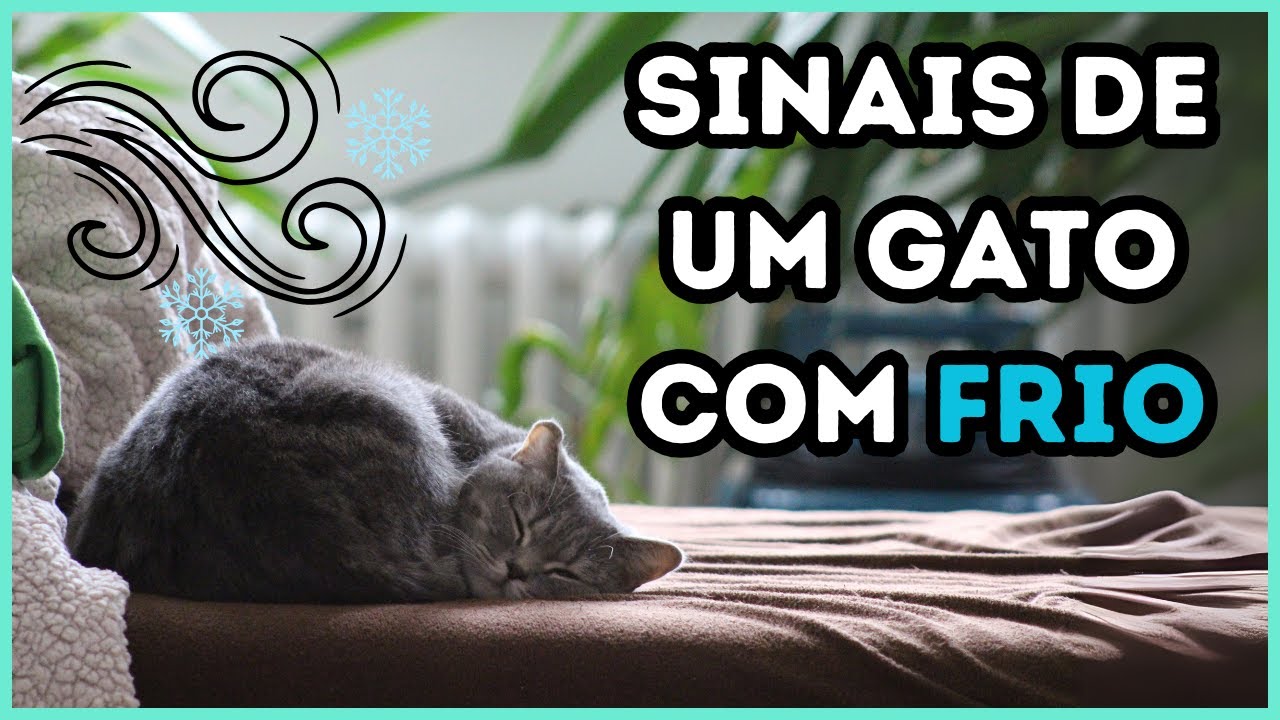ALERTA: 7 Sinais Ocultos De Que Seu Gato Está Com Muito Frio!