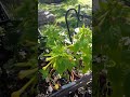 collecting 4 o clock seeds
