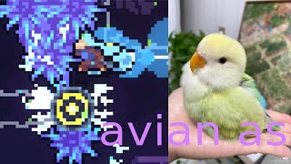 Avian Ascension