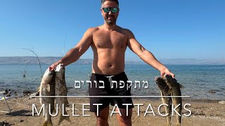 דיג - מתקפת בורים בכנרת | Mullet Attacks - הפייט הכי כיפי שיש 2025.