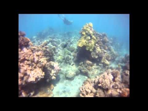 Diving in Hawaii Coral Reef (Underwater Footage)