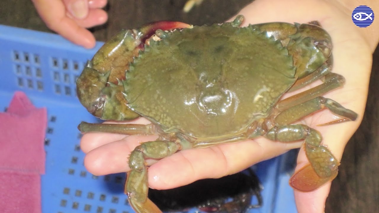 Blue Planet Science Series: Aquaculture FAQs!