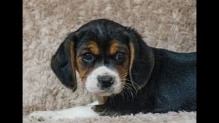 Video preview image #1 Beaglier Puppy For Sale in READING, PA, USA