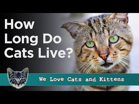 How Long Do Cats Live? And Who Is The Oldest Cat Ever?