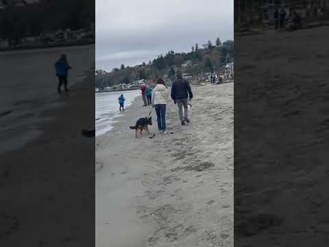 Alki Beach Dogs 1.2