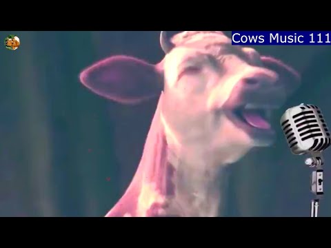 FUNNY COW DANCE 111 |  COW VIDEOS  | COW SONG & DANCE |  COWS MUSIC