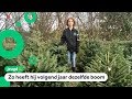 Rayan plant zijn kerstboom terug de grond in