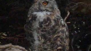 Penguin Cafe - The Sound Of Someone You Love Who's Going Away And It Doesn't Matter