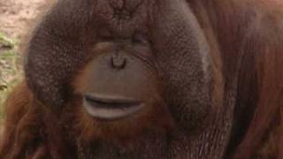 preview picture of video 'All About Orangutans'