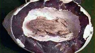 Bizarre Discoveries in Mines