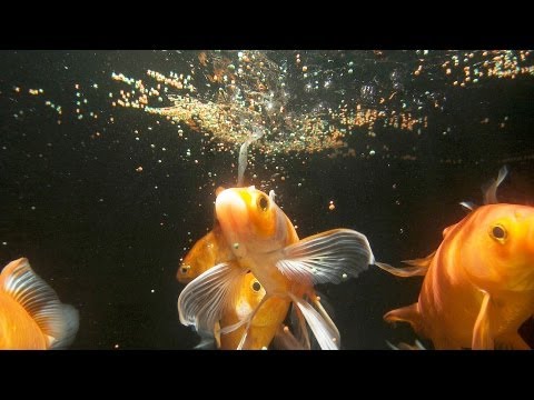 How Much & Often Should You Feed Fish? | Aquarium Care