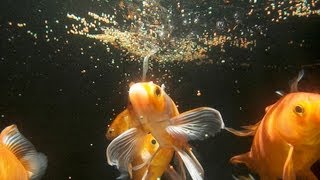 How Much & Often Should You Feed Fish? | Aquarium Care