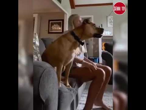 Dog watching TV funny