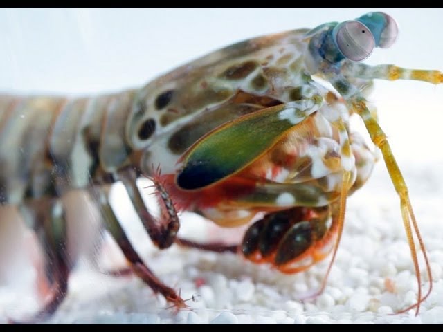 The Myth Debunked: Unmasking the True Identity of One Punch Man with Scientific Evidence