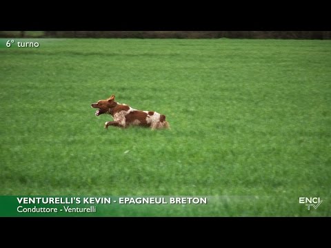 DERBY CONTINENTALI - BATTERIA 1 CONTINENTALI ESTERI RICHIAMI