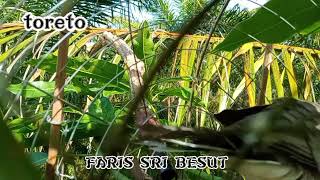 Download lagu merbuk derak tandang mp3