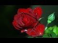 🌹 Tom Barabas - After the Rain! 🌹