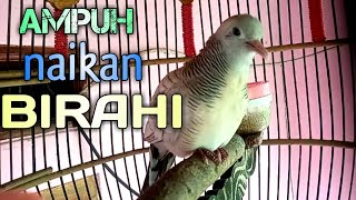 Download lagu perkutut silver gacor jadi pancingan semua jenis perkutut 101% AMPUH BANGET mp3