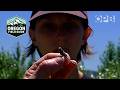 The Breathtaking Beauty Of Dragonflies Oregon Field Guide