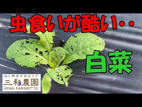 桜:最も重要な病気と害虫 トピックス