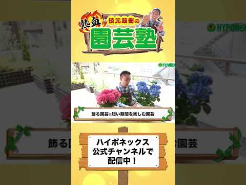 アジサイにピクルス汁で水をやる??期待される効果は何ですか?  庭園