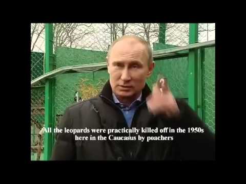 Putin, Persian leopard in pitch perfect photo op