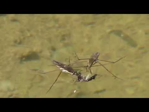 nartnik (gerris) i skorek(forficula)