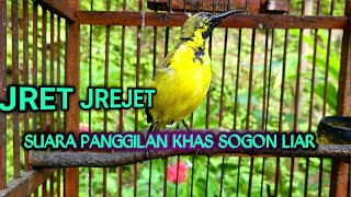 Download lagu JREJET JREJET SUARA PANGGILAN KHAS SOGON LIAR UNTUK PANCINGAN SOGON BAHAN AGAR CEPAT GACOR mp3