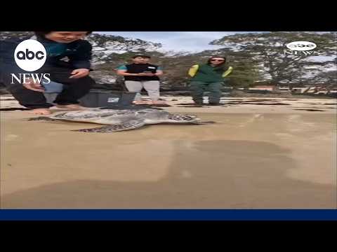 Golbat the green sea turtle returned to ocean North of Sydney