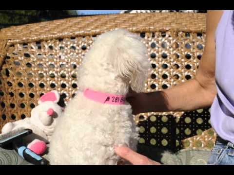 Opa, an adopted Poodle in Houston, TX_image-1