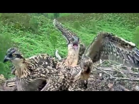 Chick on chick aggression as the Loch Arkaig Osplets fight each other 30 Jun 2020